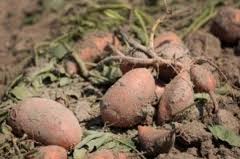 sweet potato farming in zimbabwe pdf