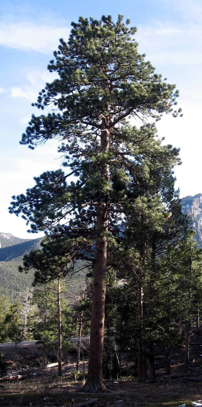 Rocky Mountain Bushcraft Rocky Mountain Tree Identification Ponderosa