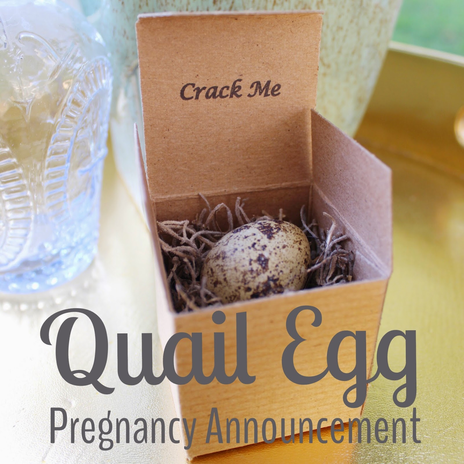 Lola, Tangled Quail Egg Pregnancy Announcement