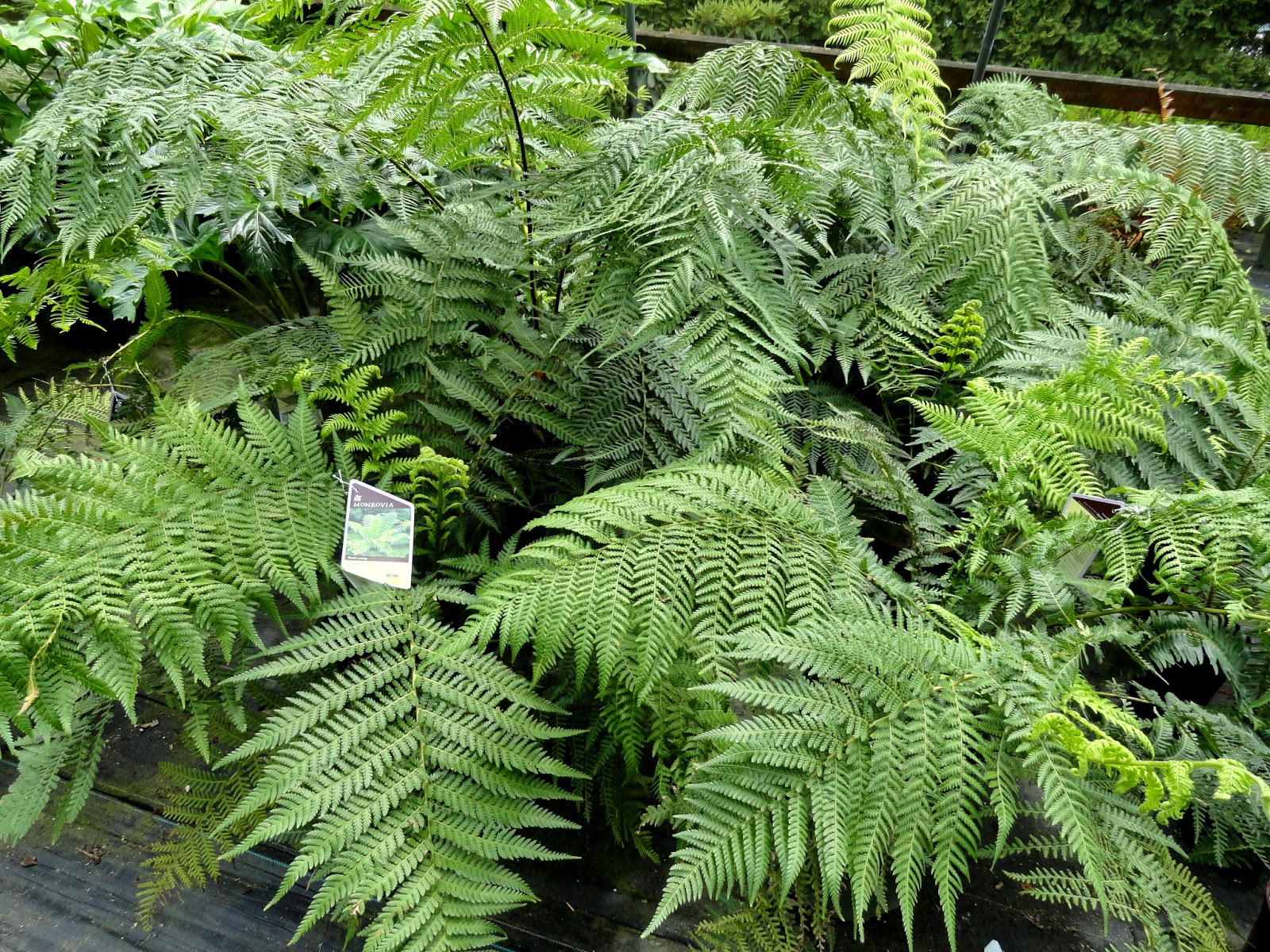 Hydrangea Sargentiana Care And Culture Travaldo S Blog