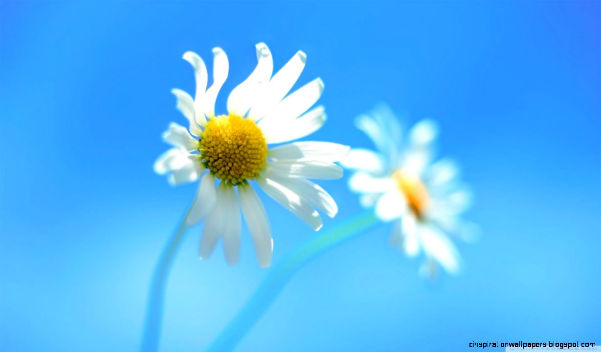 Windows 8 Default Wallpaper HD desktop wallpaper High Definition Windows 8 Default Wallpaper HD desktop wallpaper High Definition