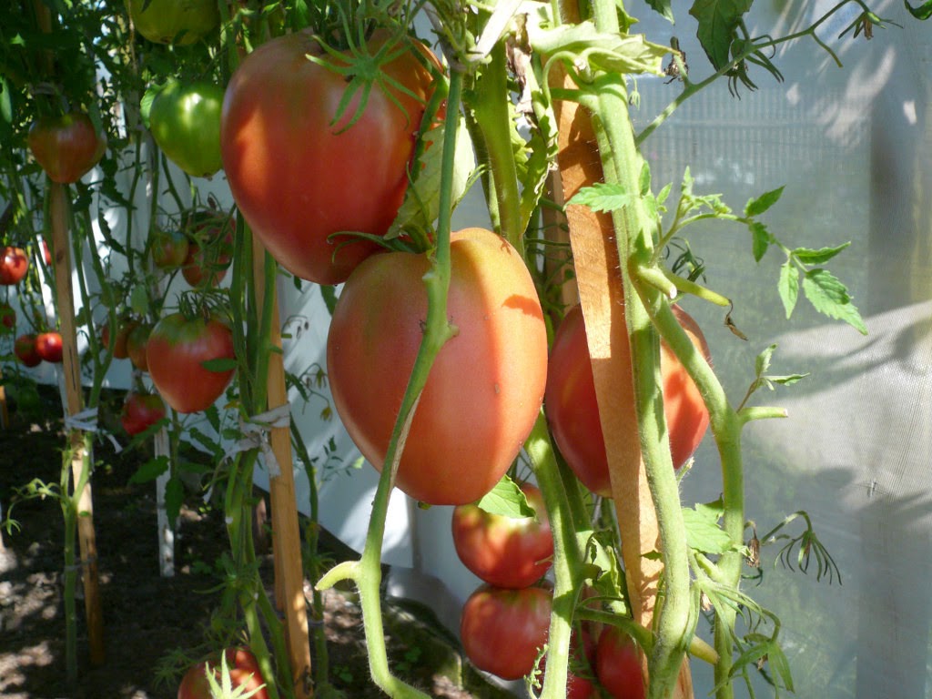 кто грызет помидоры в огороде. Смотреть фото кто грызет помидоры в огороде. Смотреть картинку кто грызет помидоры в огороде. Картинка про кто грызет помидоры в огороде. Фото кто грызет помидоры в огороде кто грызет помидоры в огороде. Смотреть фото кто грызет помидоры в огороде. Смотреть картинку кто грызет помидоры в огороде. Картинка про кто грызет помидоры в огороде. Фото кто грызет помидоры в огороде