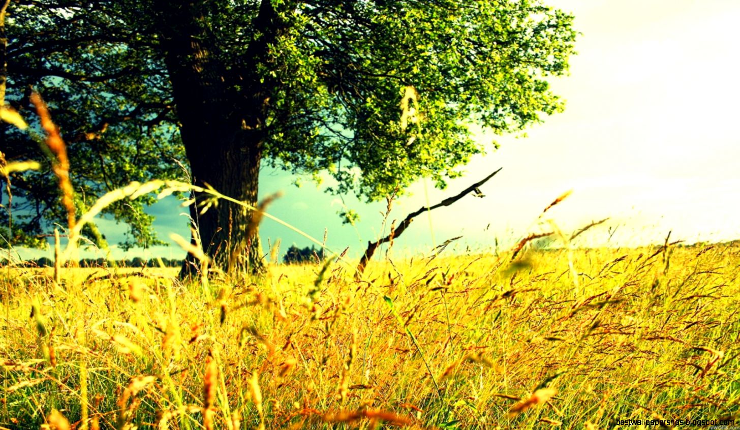 1600x900 Summerfield Wallpaper 1600x900 Summerfield Wallpaper