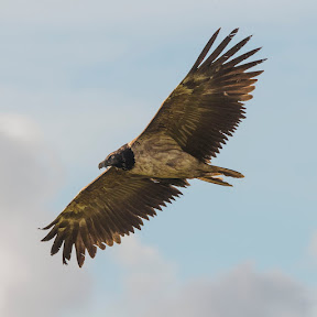 BEARDED VULTURE-HOWDON MOORS-SOUTH YORKSHIRE -10TH JULY 2020