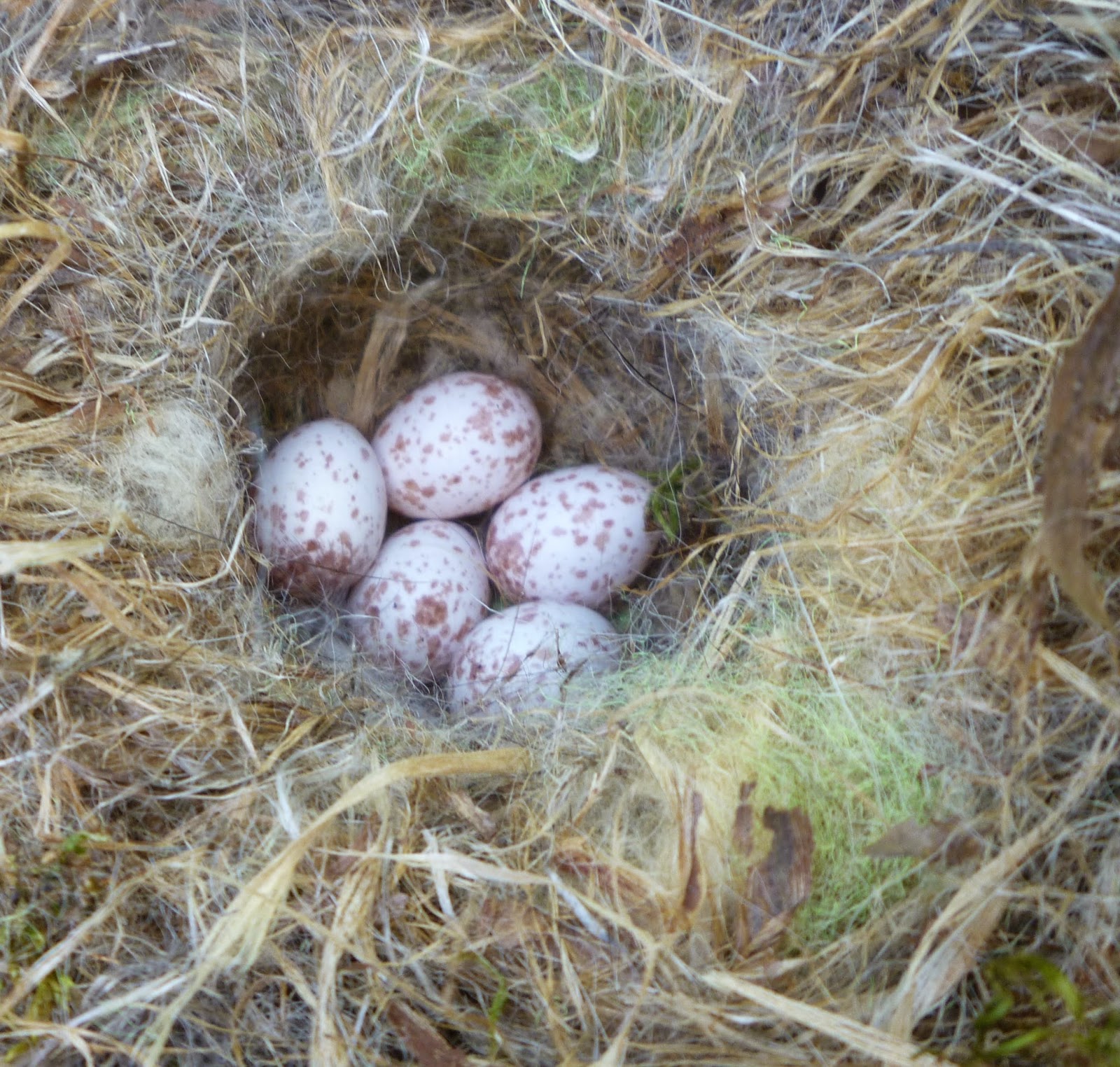 From Bluebirds to Turtles: CONTENT OF BIRD NESTS ON APRIL 16TH AND 23TH