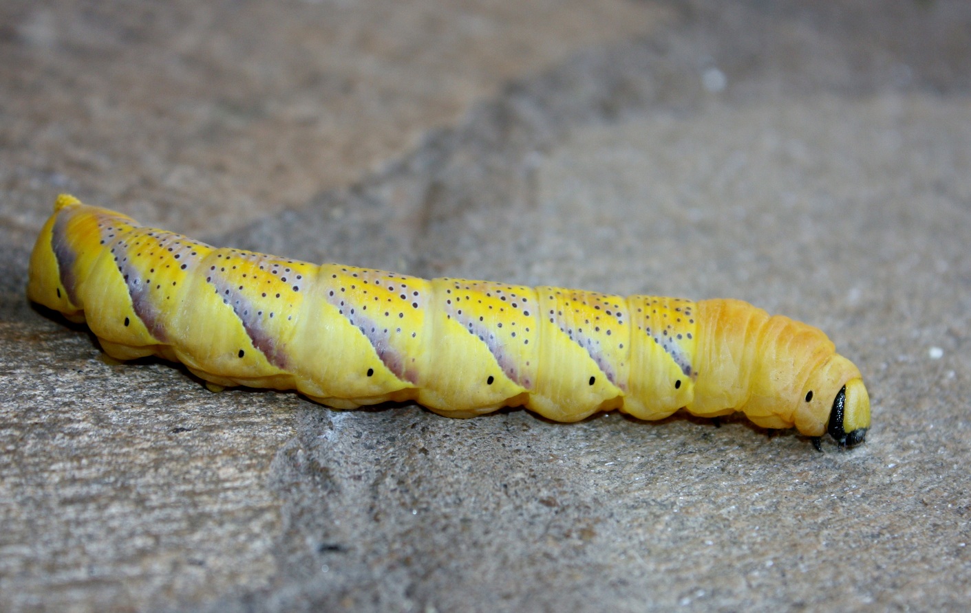 The Rhodes Less Traveled Gaudy Insects!