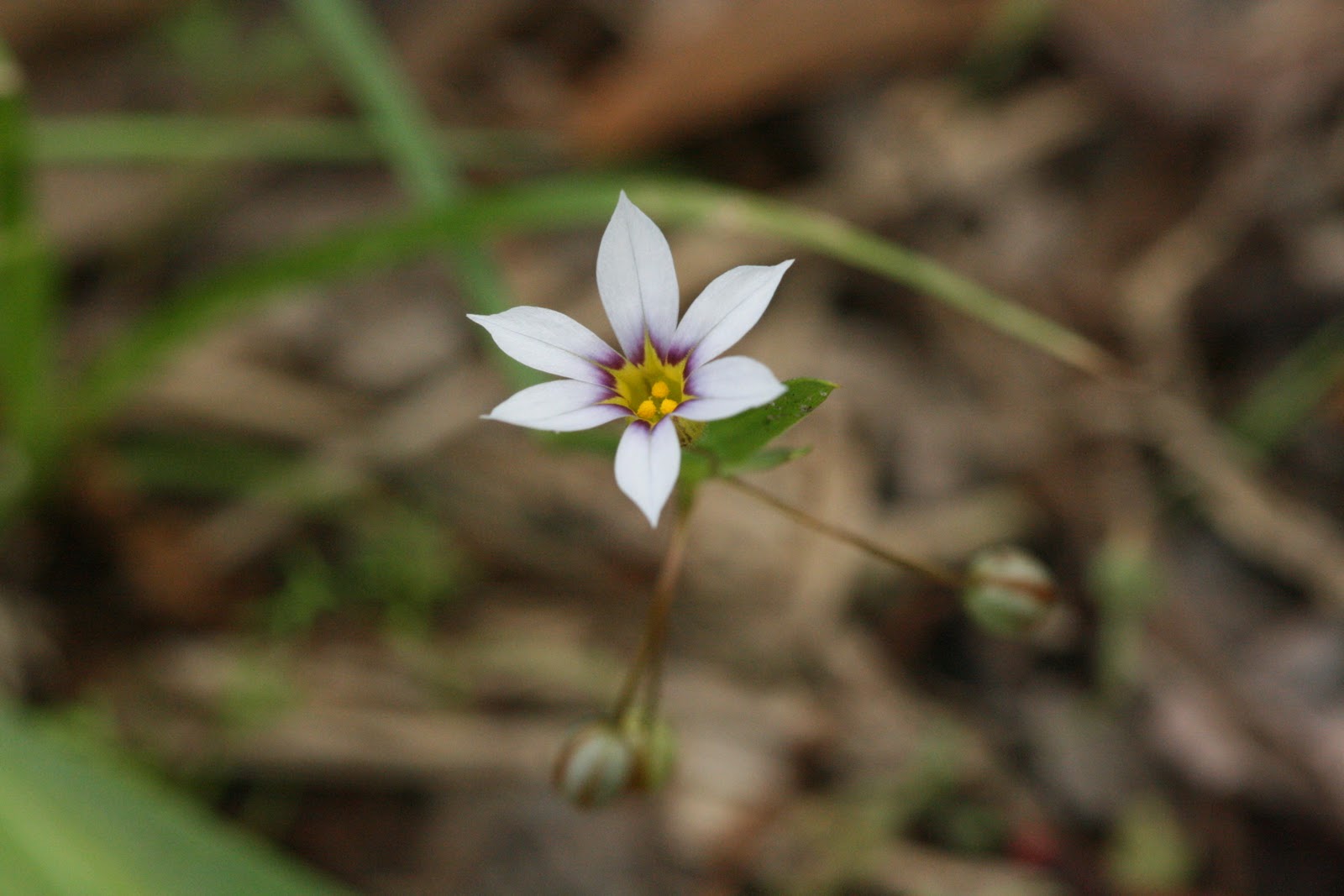 Native Florida Wildflowers Annual Blueeyed Grass Sisyrinchium rosulatum