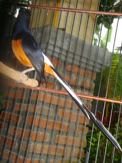 kicaurahmat.blogspot.com