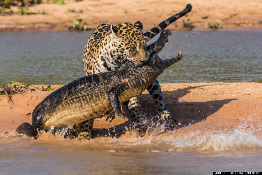 චිත්‍රපටි: Jaguar vs Crocodile