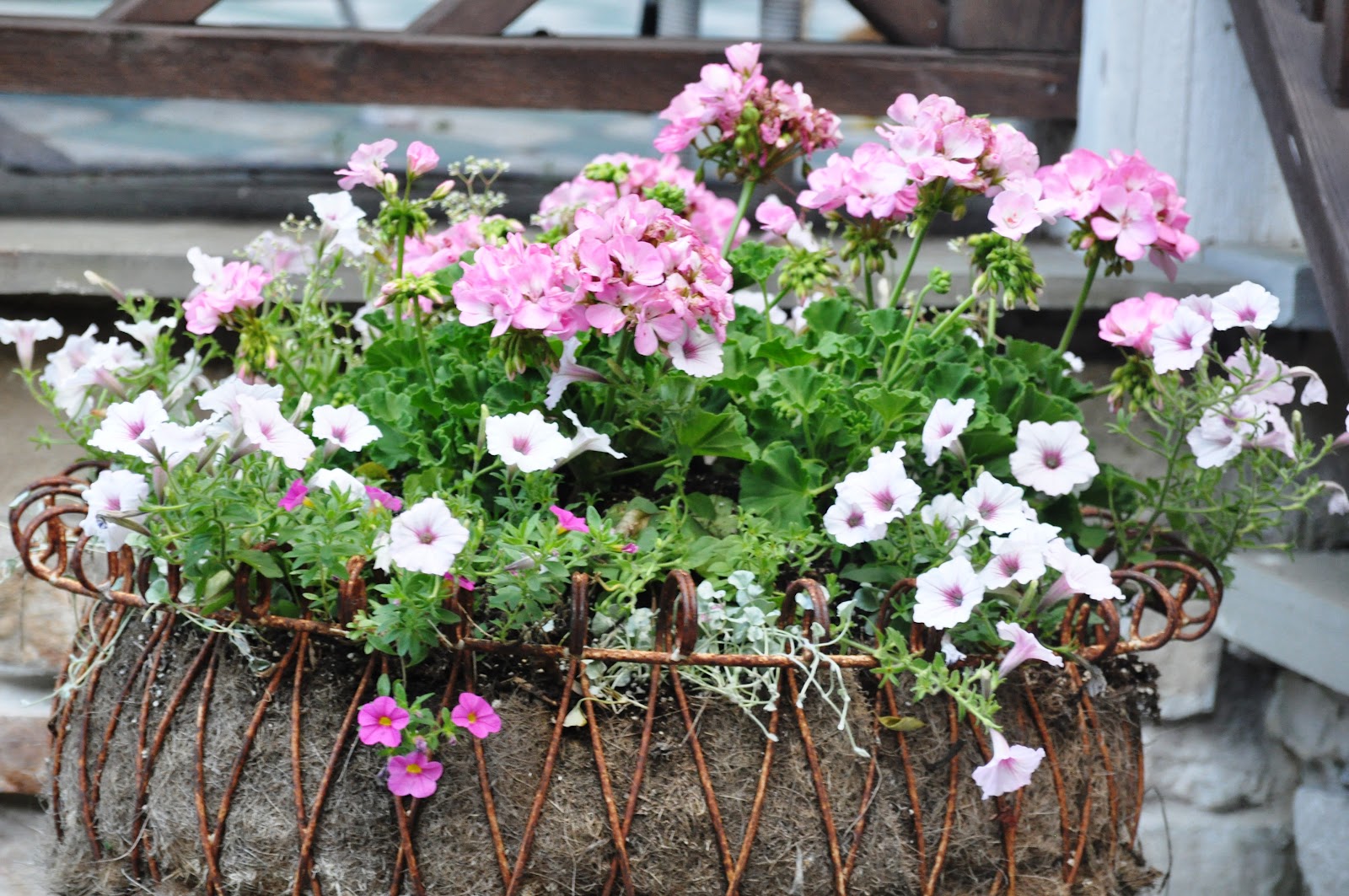 Organic Garden Dreams Being Back Home