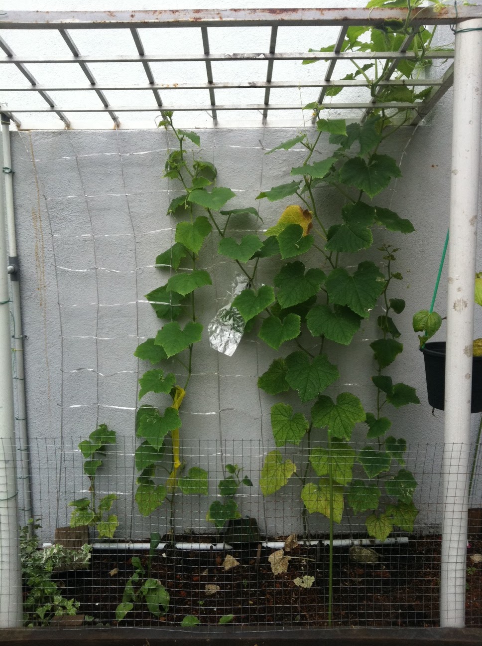 Bla Bla Bla Bla Bla Harvesting Japanese cucumber