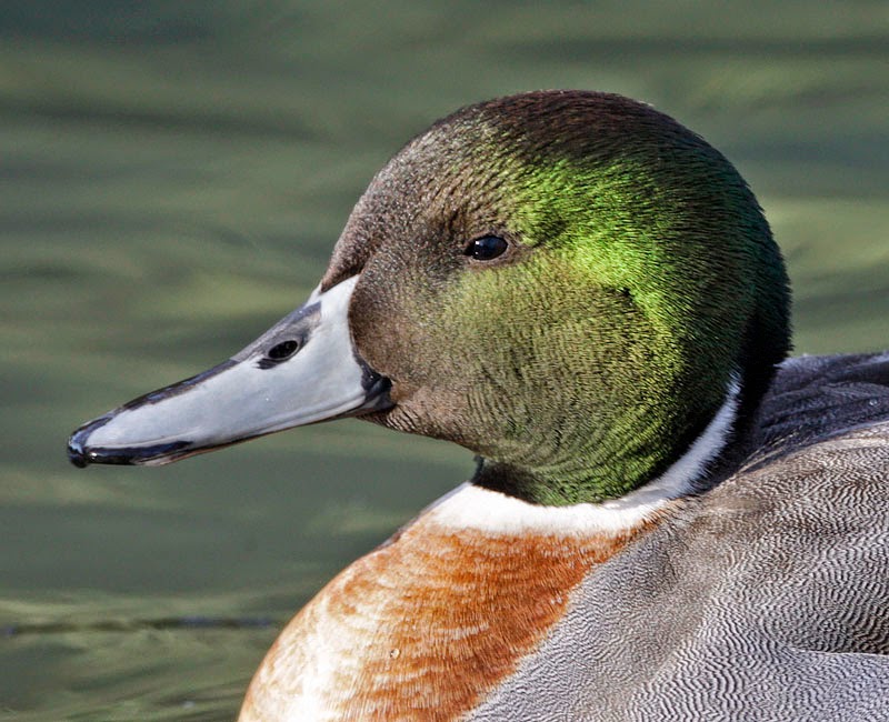 Bird Hybrids Fertility and viability of hybrids