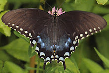 Mississippi Butterfly