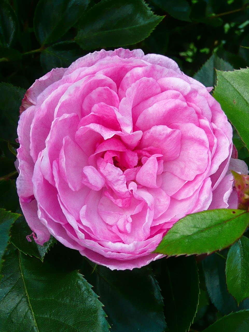 Roses Du Jardin Cheneland Weigela Weigelia Florida Alexandra