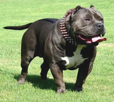 Biggest Pitbull  World on Dog Muscle Builder   Pit Bulls  Pitbull Bullies   Info And History