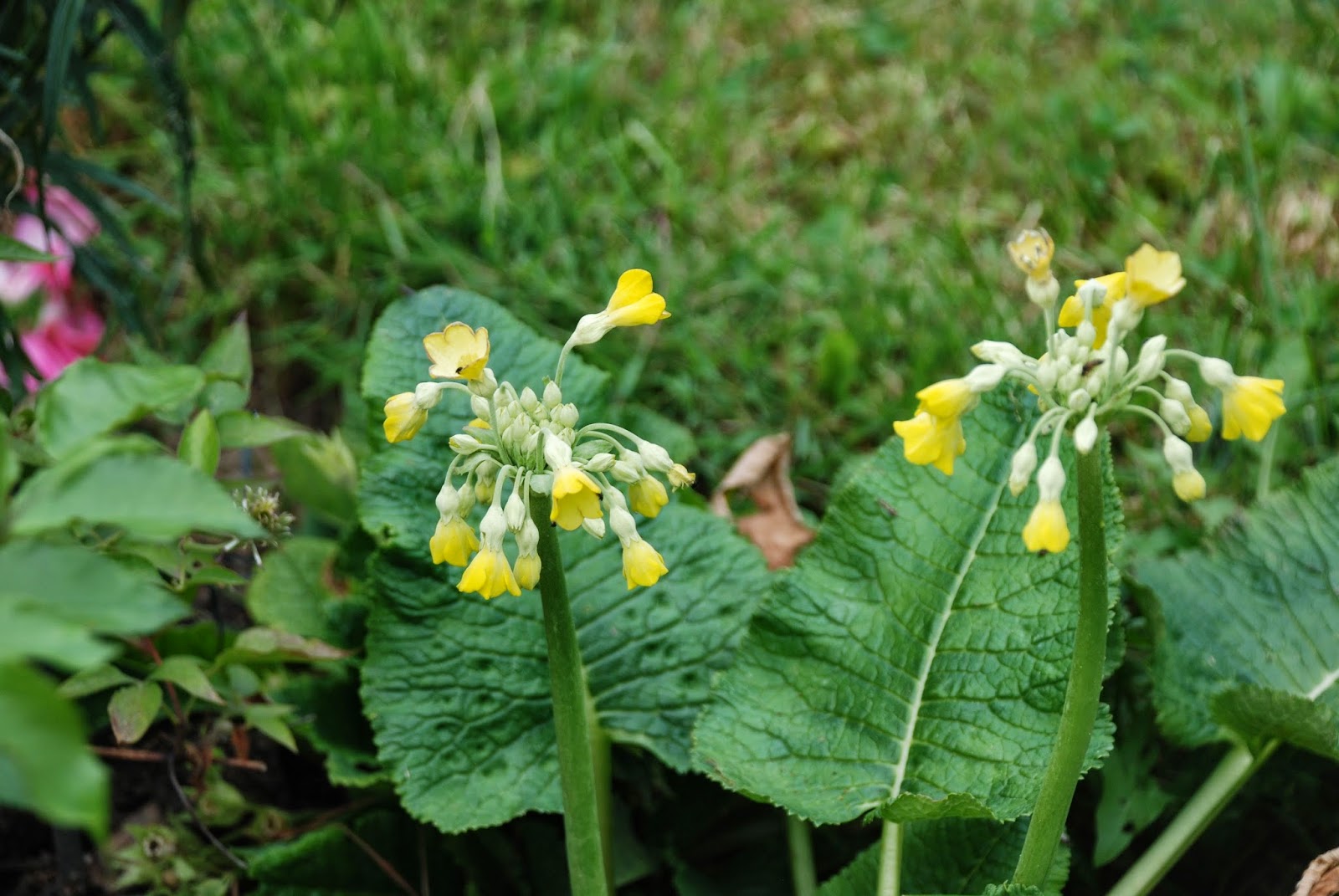 Bickenbach Blumen Februar 2009