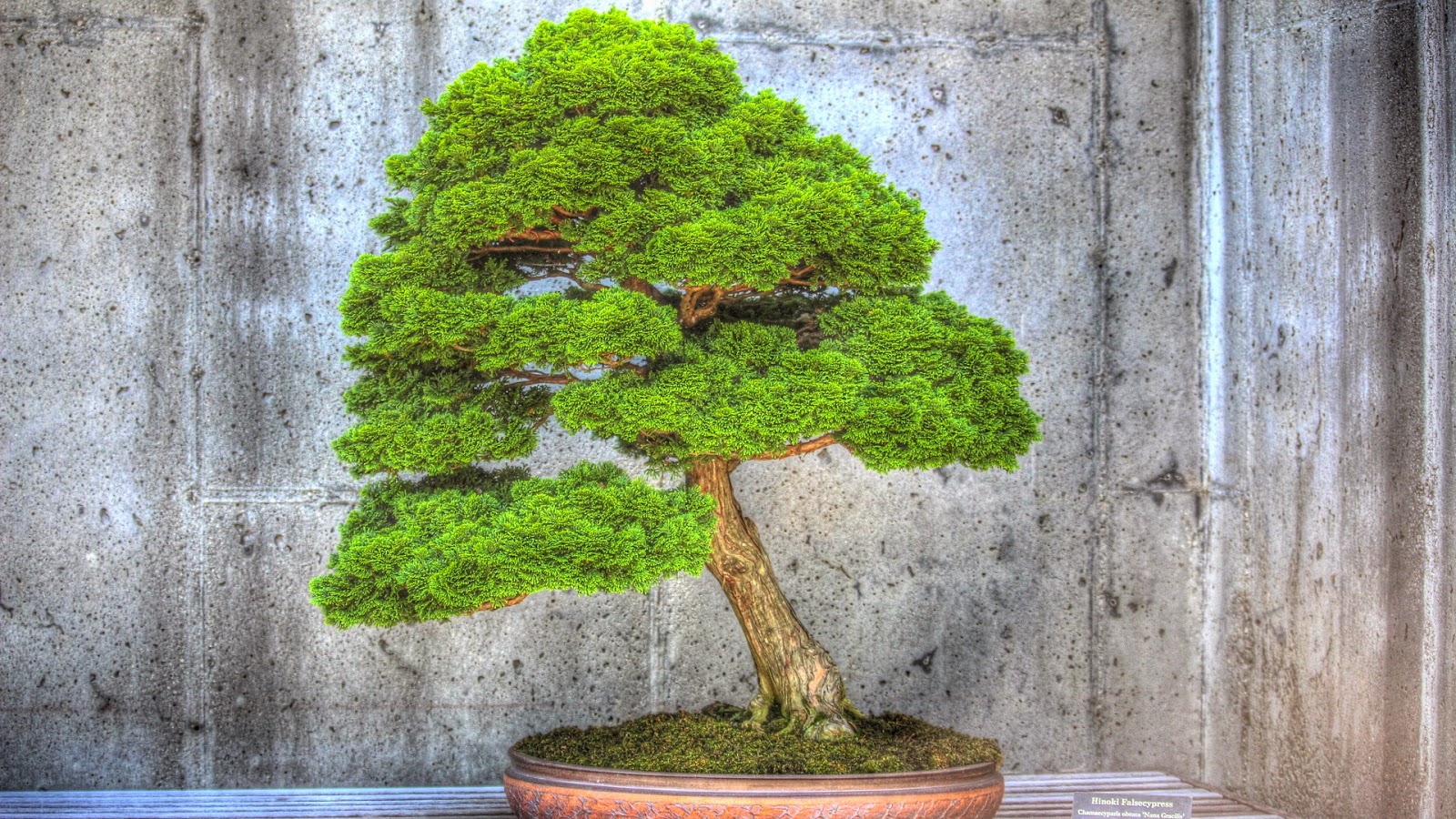 Backyard Birding....and Nature Bonsai Tree Garden Meditation North