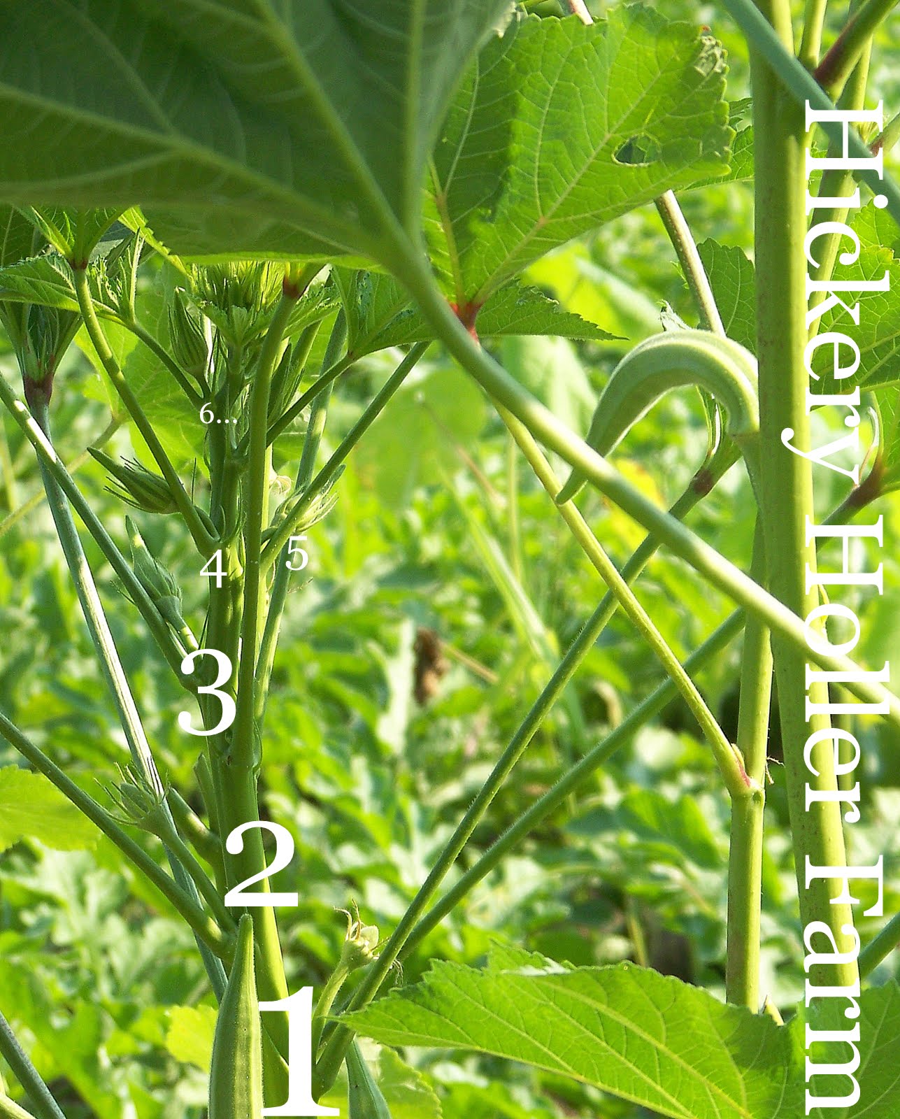 Hickery Holler Farm The Okra Patch