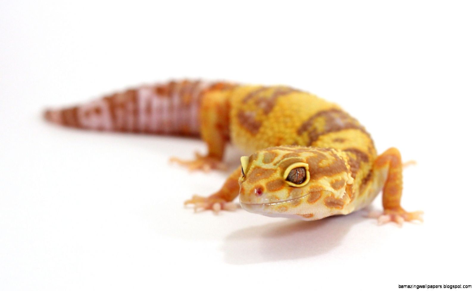 Leopard Gecko wallpaper Leopard Gecko wallpaper