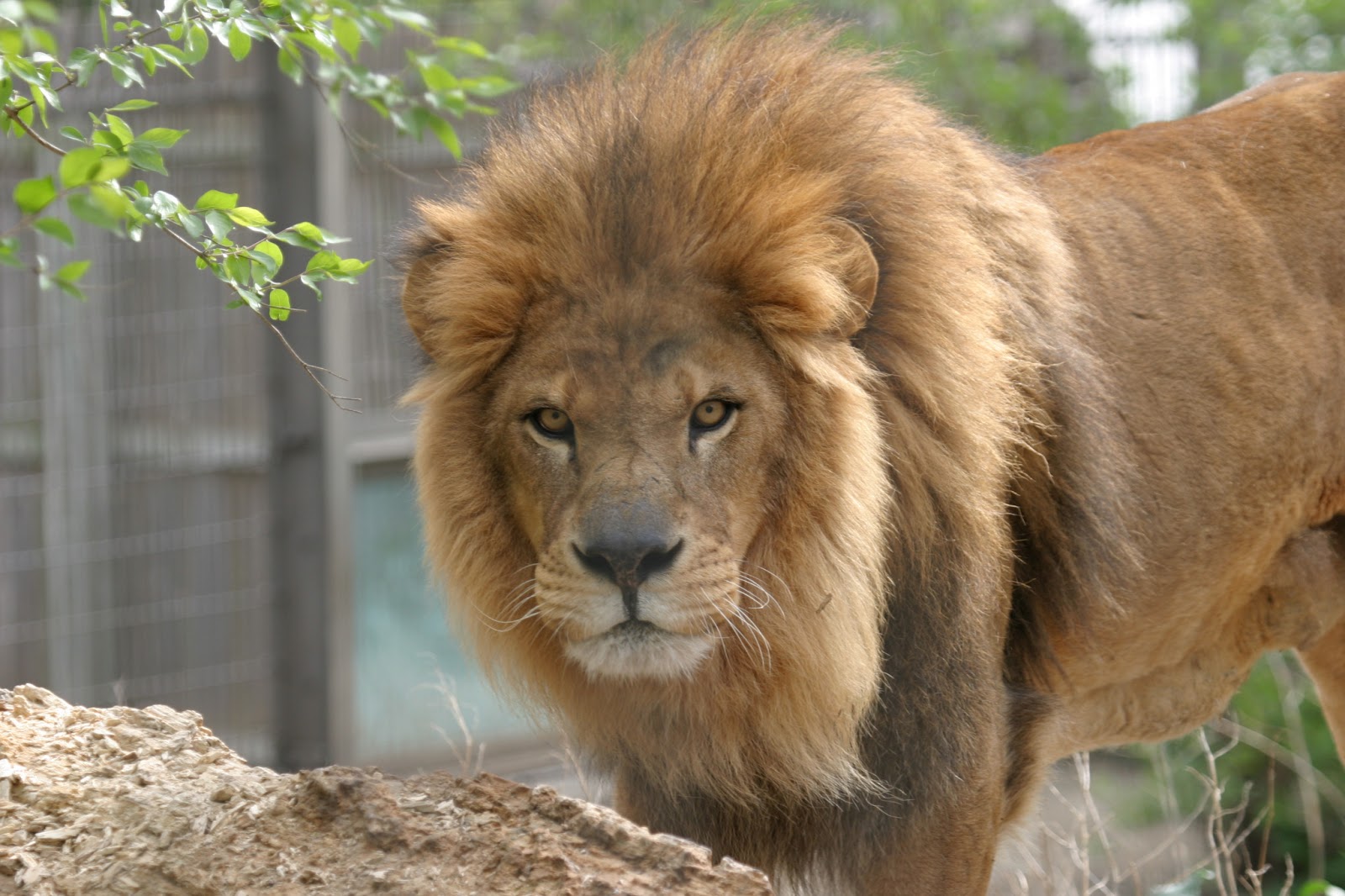 Lion Wallpaper Hd 1080p | New hd wallon