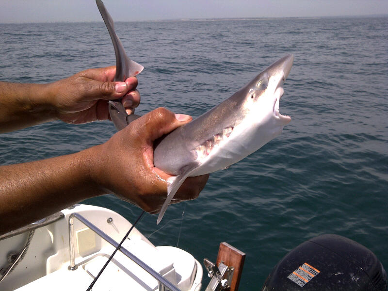 Black+dogfish+shark