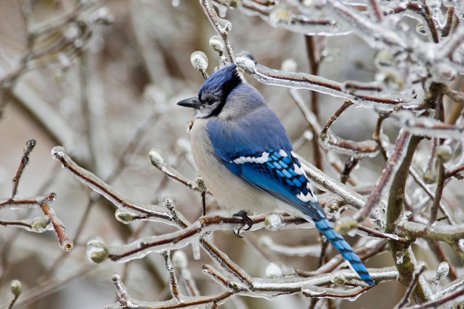 Blue Bird in Ice Nature Wallpaper - Nature Wallpaper