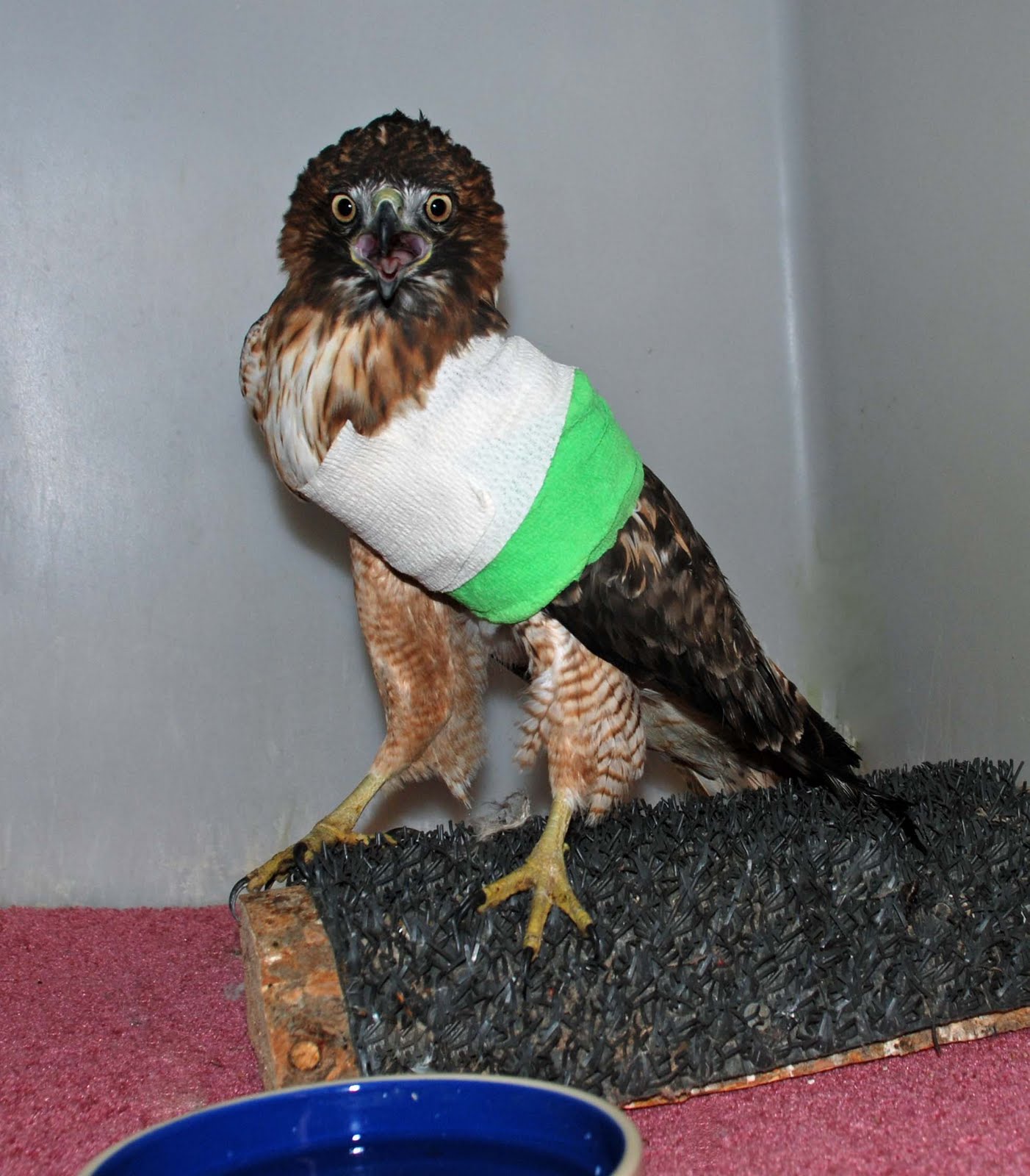 ironside bird rescue inc