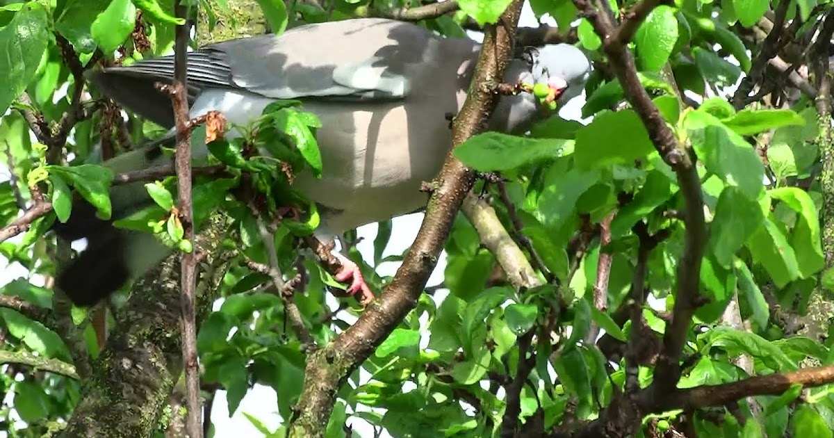 A Gardener's Weather Diary Those Blasted Wood Pigeons Eat Everything!!