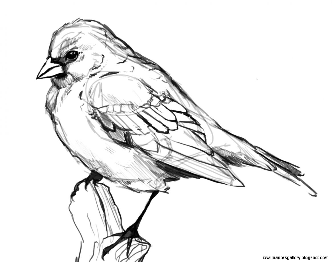 Bird Drawings Tumblr