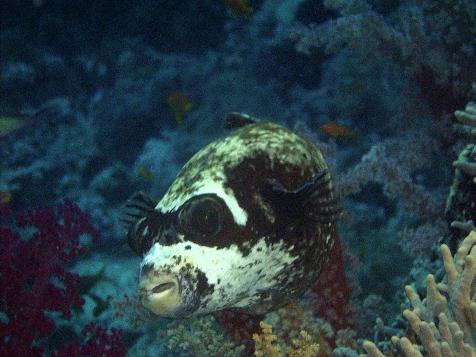 Le tétrodon masqué