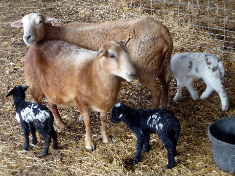 Lambs2013+Medium+Web+view.jpg