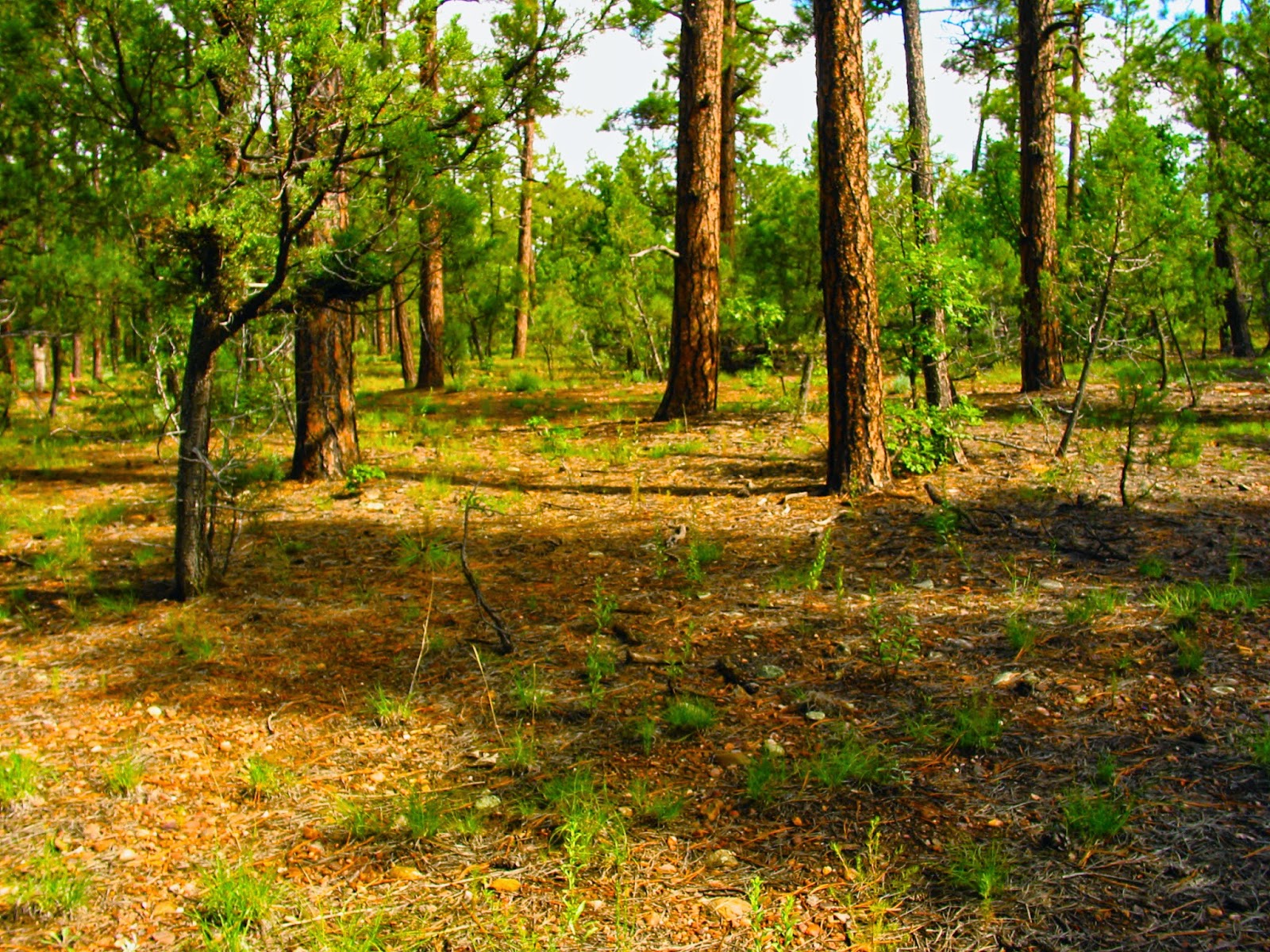 980 W. Manzanita Trail, AZ White Mountains Land For Sale Price