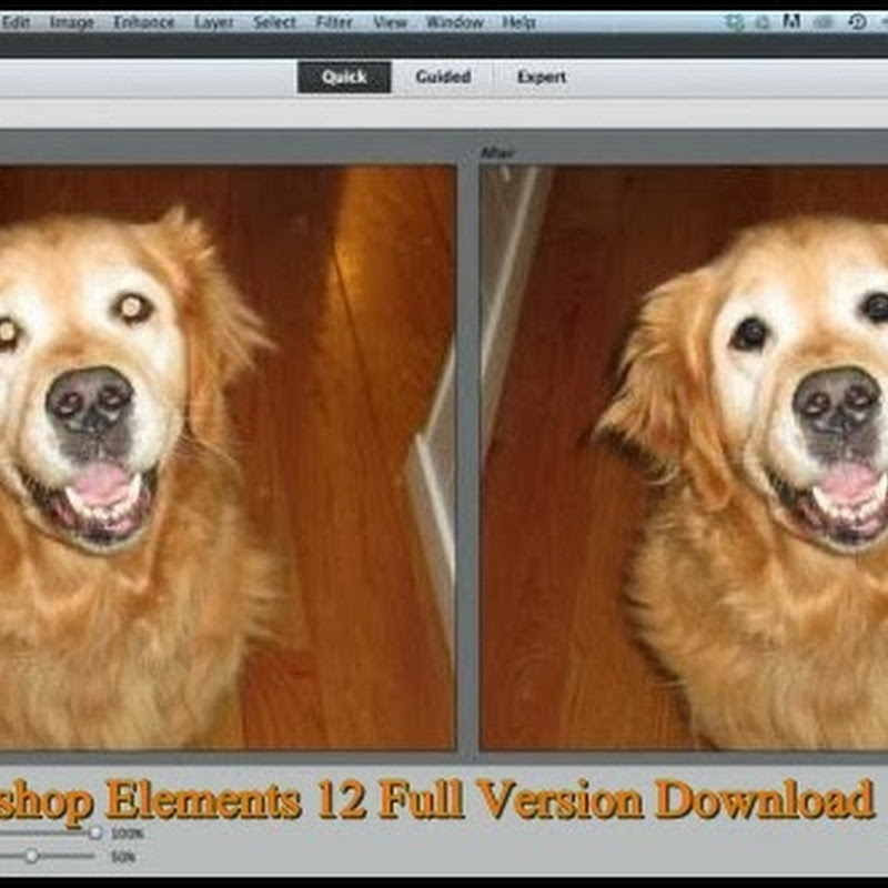 Photoshop Elements 12 Full Version Download and  will fix the Red Eye of your dog