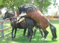 Mundo Equino