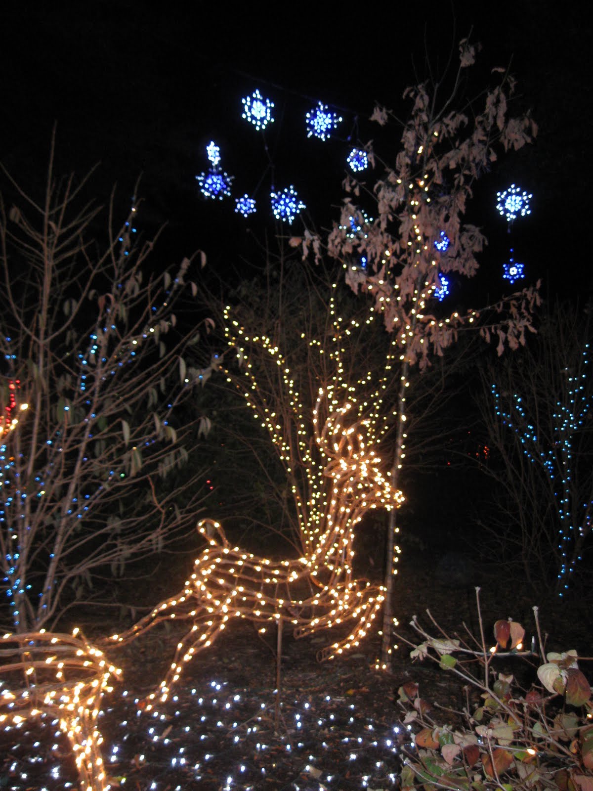 Win Passes to Brookside Gardens’ Garden of Lights Show