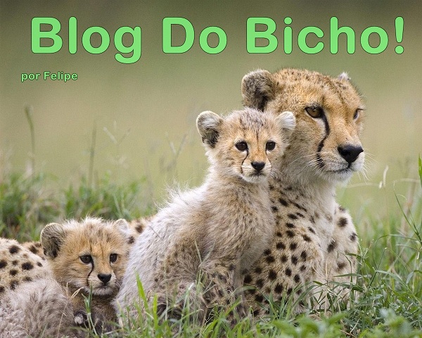 Blog Do Bicho!