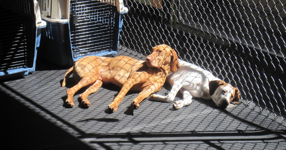 Fort Fido Dog Daycare & Boarding News Blog Lounge Lizards