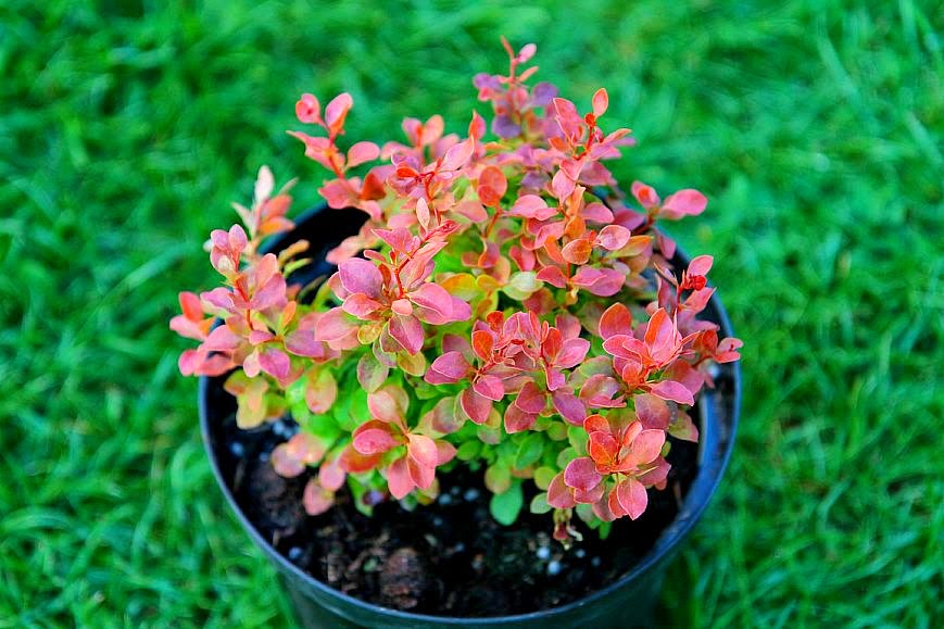 Long Island S Garden Girl Breakin The Law Illegal Plants