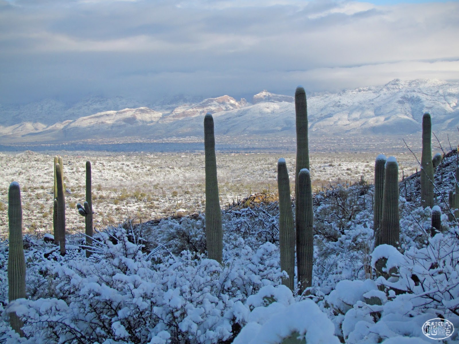 Allophile Snow! in Tucson!