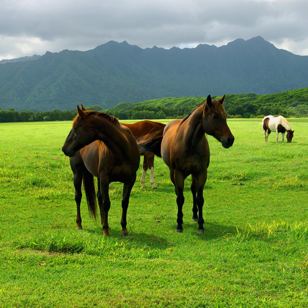 horses wallpaper free download - DriverLayer Search Engine