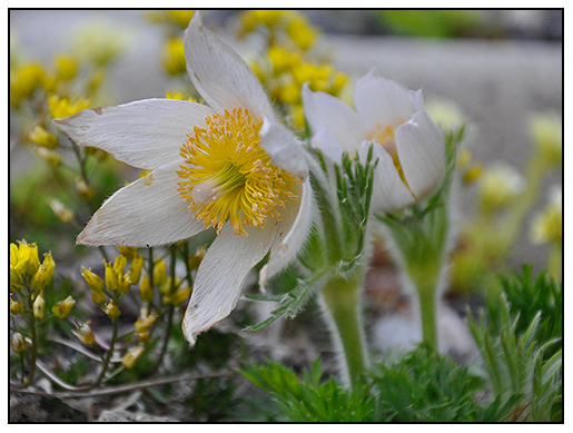 Les 17 Meilleures Images De Arbuste Arbuste Jardin De Topiaires
