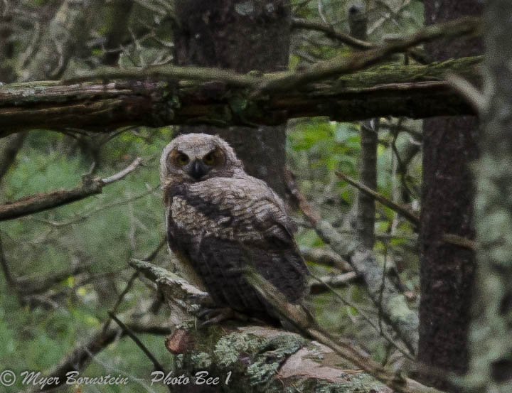 Greathorned Owl, juvenile, photographed at Great Neck Audubon Sanctuary