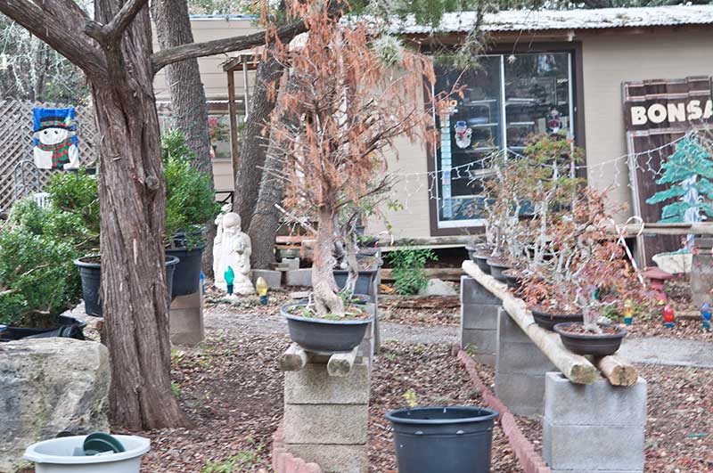 Walter's Travelogues Central Texas Bonsai Exhibit