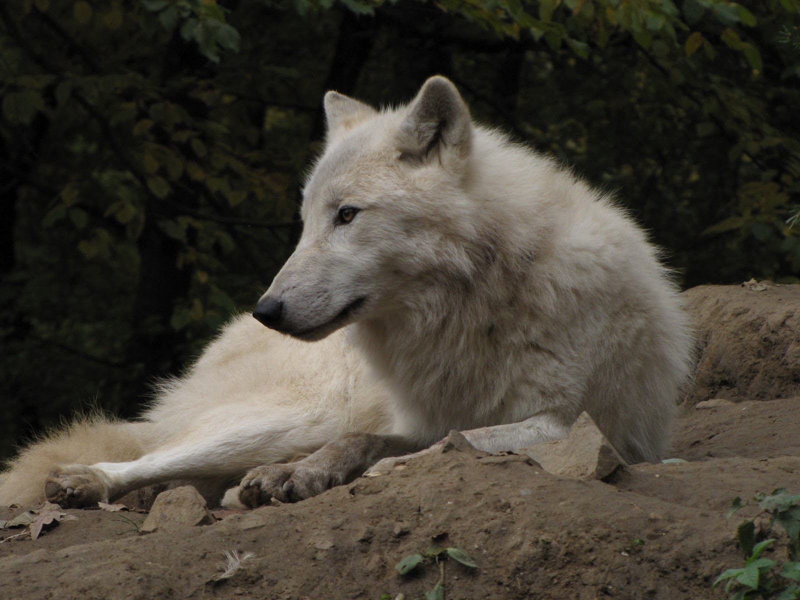 arctic wolf pictures arctic wolf pictures