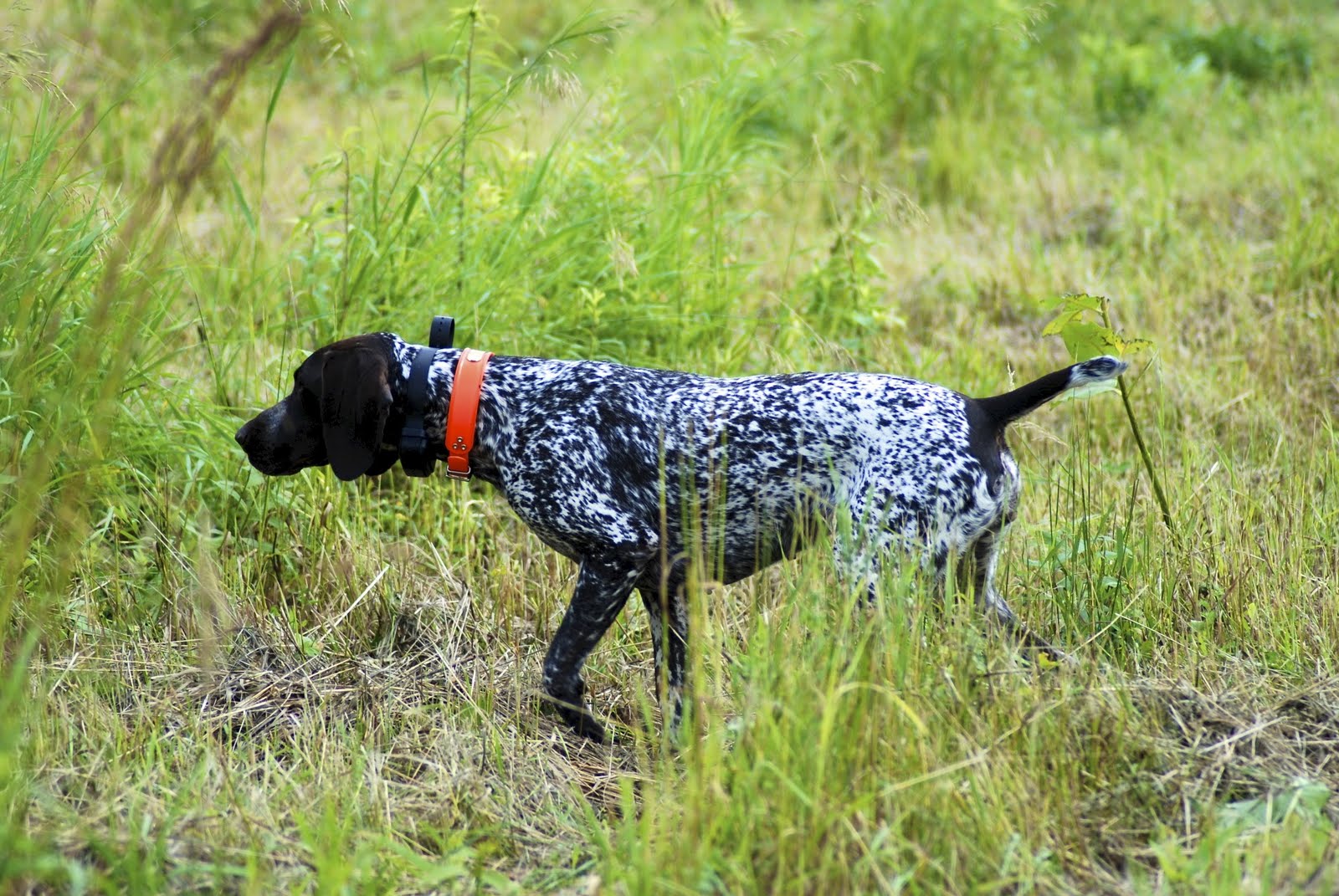 Adventures of a GSP Hunting Dog Preparing for the NAVHDA Utility Test