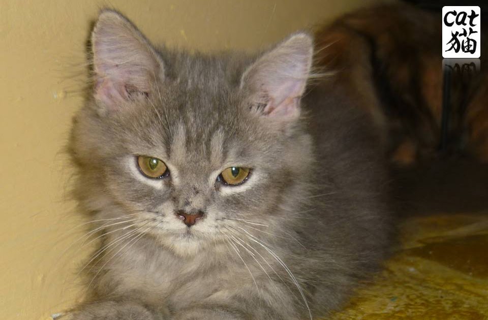 kucing utara botol untuk kucing kucing utara botol untuk kucing