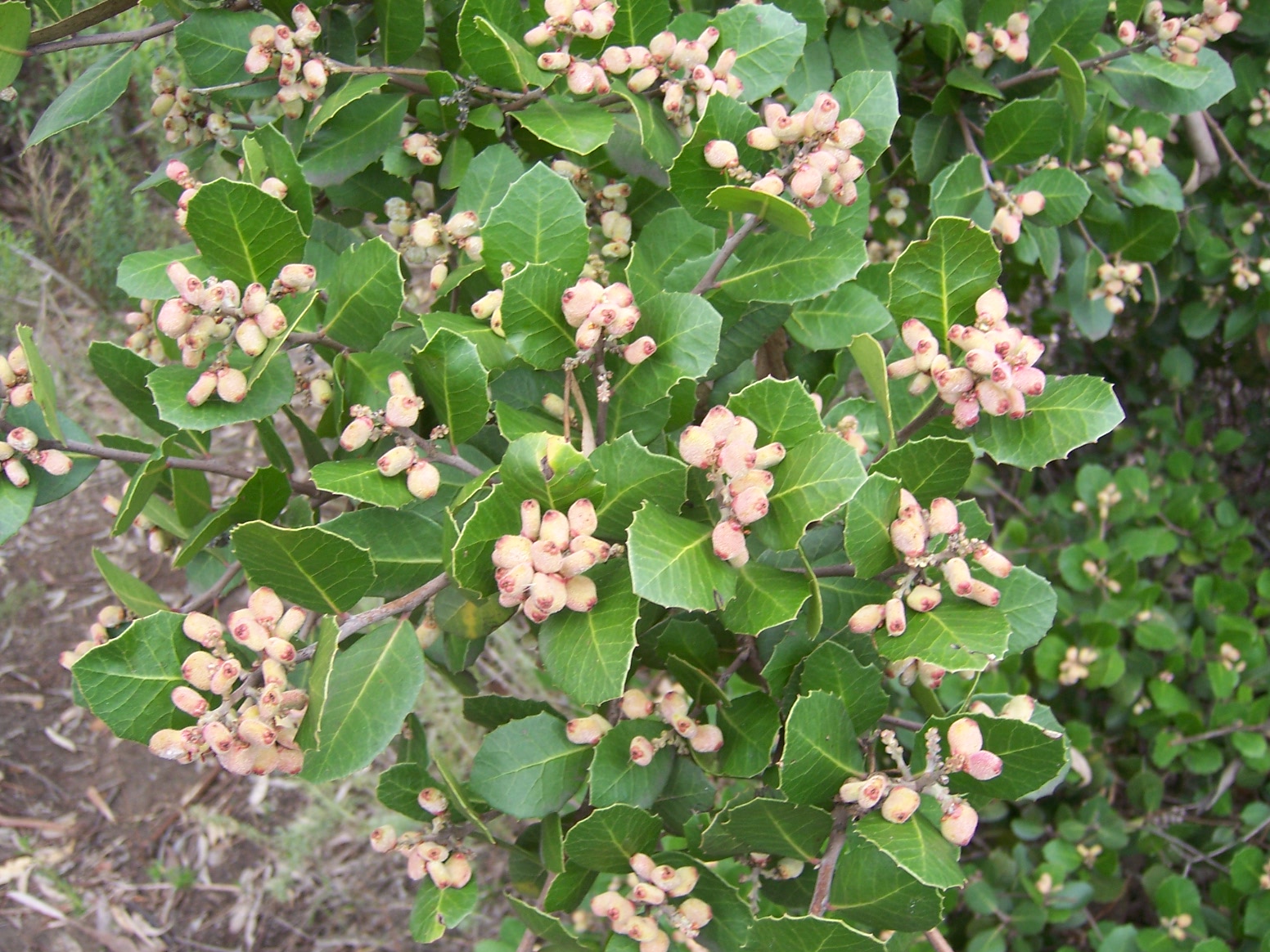 Lemonade Berry Plant