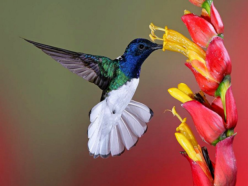 flowers for flower lovers flowers and birds beautiful flowers for flower lovers flowers and birds beautiful