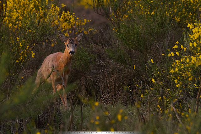 Ree op de hei in geel bloeiende Brem - Roe Deer in heathland and yellow flowering Broom brushes - Capreolus capreolus