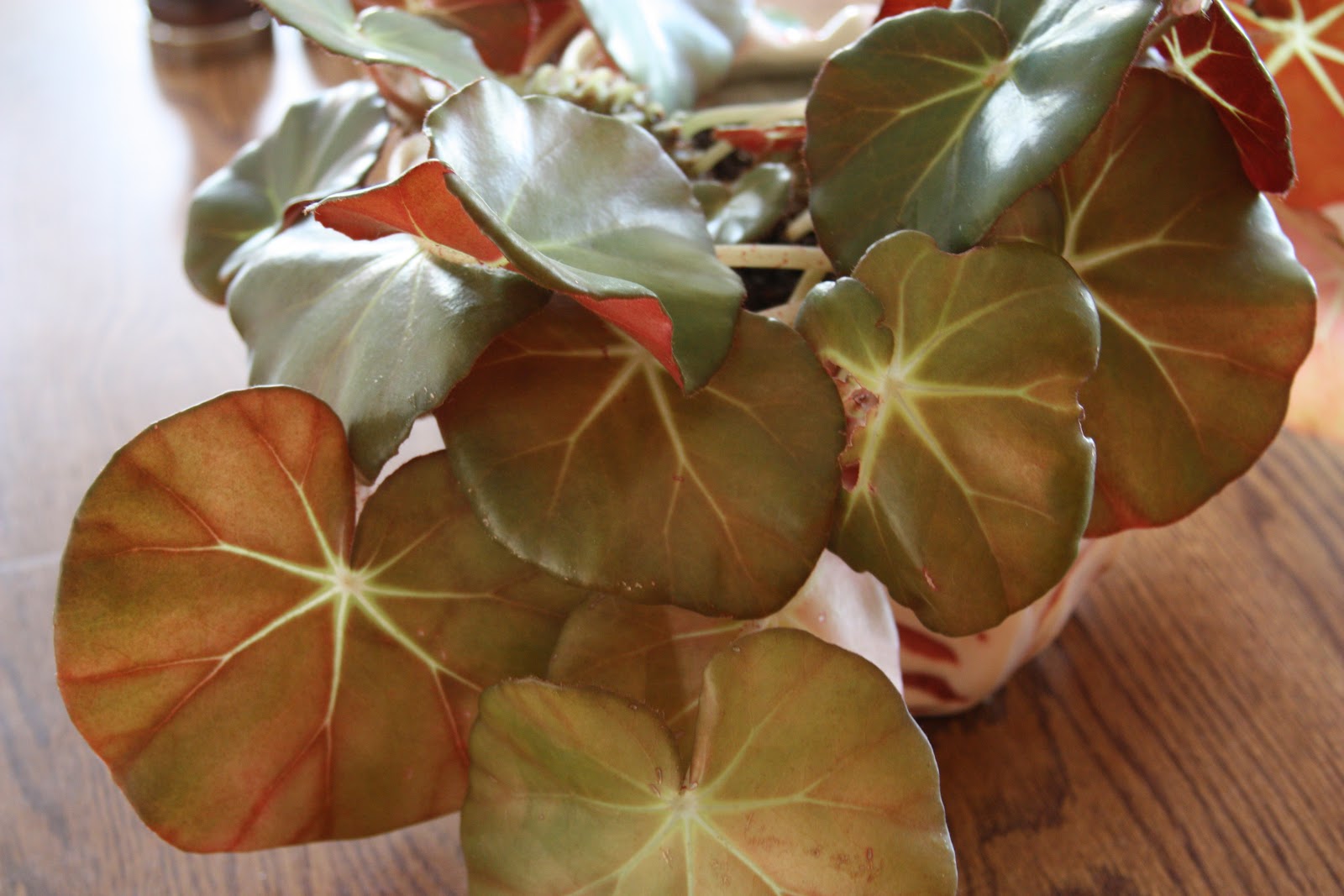 Begonia houseplant from a single leaf